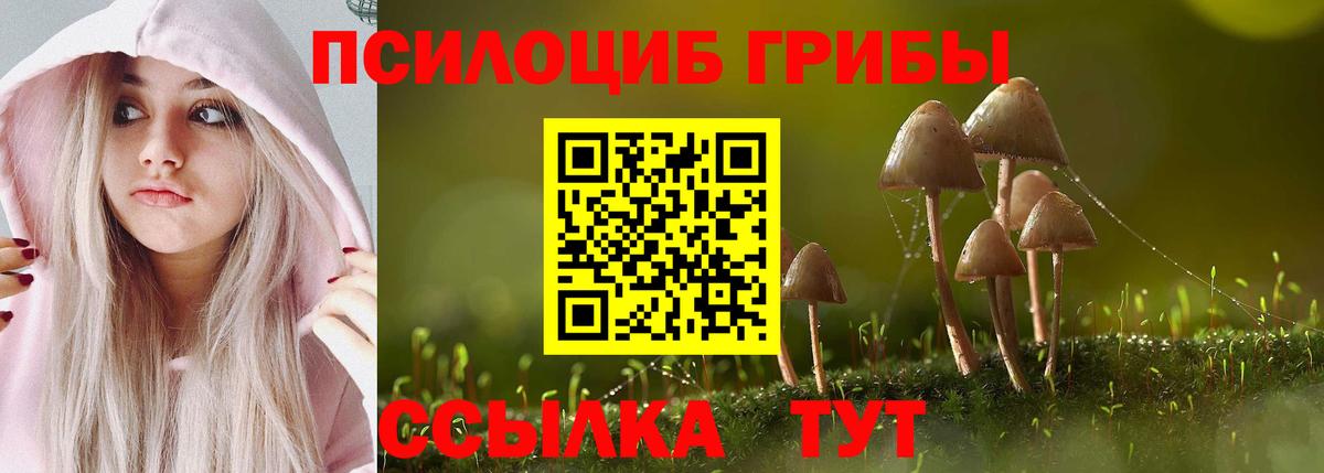 Галлюциногенные грибы Psilocybe Калуга